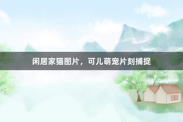 闲居家猫图片，可儿萌宠片刻捕捉